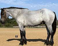 hunter-draft-horse
