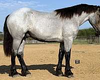 parade-draft-horse