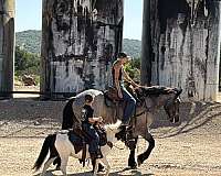 ranch-draft-horse