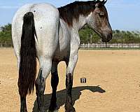 ranch-work-draft-horse