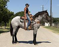 ridden-english-draft-horse