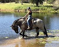 ridden-western-draft-horse