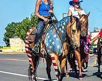 athletic-quarter-horse