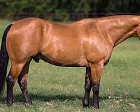flashy-quarter-horse