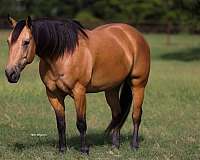 jumping-quarter-horse