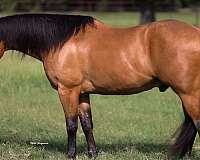 kid-safe-quarter-horse