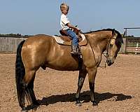 parade-quarter-horse