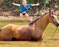 ranch-quarter-horse