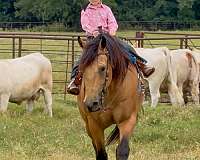 ranch-versatility-quarter-horse
