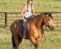 ranch-work-quarter-horse