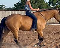 ridden-english-quarter-horse