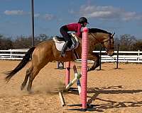 ridden-western-quarter-horse