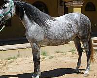 171-hh-andalusian-horse