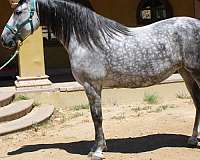 175-cm-andalusian-horse