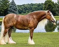 athletic-gypsy-vanner-horse