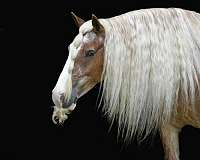 beginner-gypsy-vanner-horse
