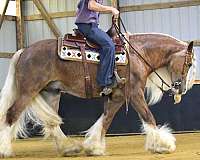 flashy-gypsy-vanner-horse