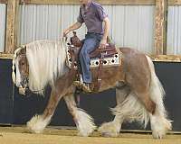 driving-gypsy-vanner-horse