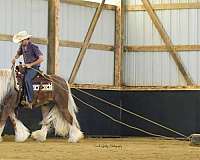 kid-safe-gypsy-vanner-horse