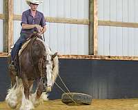 parade-gypsy-vanner-horse