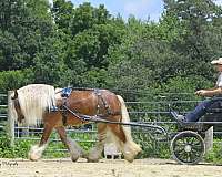 ranch-gypsy-vanner-horse