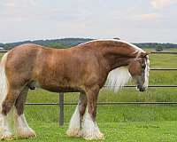 show-gypsy-vanner-horse