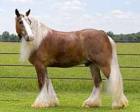 trail-gypsy-vanner-horse