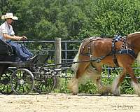 ranch-work-gypsy-vanner-horse