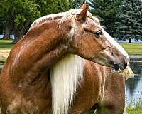 working-cattle-gypsy-vanner-horse