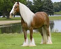 youth-gypsy-vanner-horse