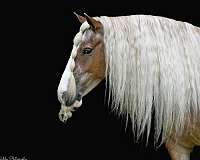 trail-riding-gypsy-vanner-horse