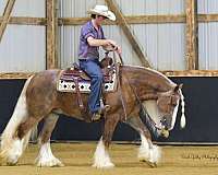sorrel-gypsy-vanner-gelding