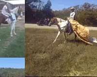 sweet-foxtrotter-missouri-fox-trotter-horse
