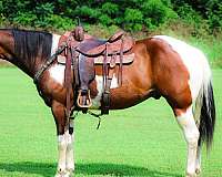 all-around-paint-horse