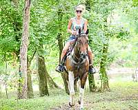 drill-team-paint-horse