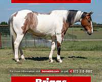 all-around-paint-horse