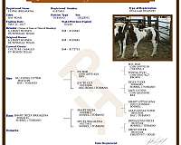 athletic-paint-horse