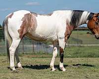 flashy-paint-horse