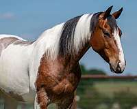ranch-paint-horse
