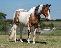 performance-paint-horse