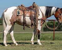 ranch-versatility-paint-horse