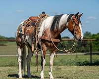 husband-safe-paint-horse