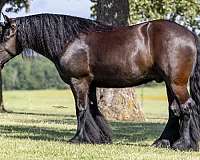 athletic-gypsy-vanner-horse