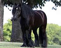 flashy-gypsy-vanner-horse