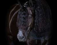 husband-safe-gypsy-vanner-horse