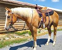 athletic-appendix-palomino-horse