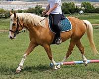 ridden-western-appendix-palomino-horse