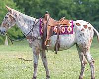 flashy-mule