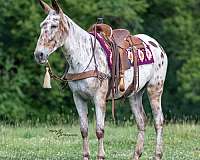 jumping-mule