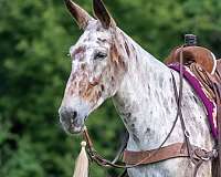 ranch-mule